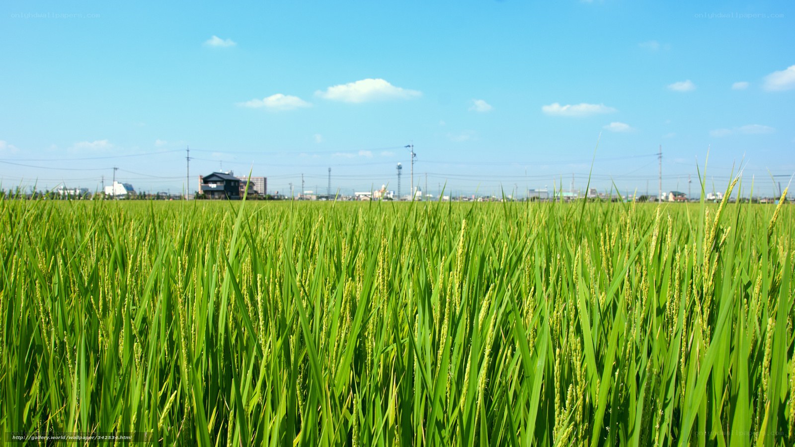 Green rice field under blue sky