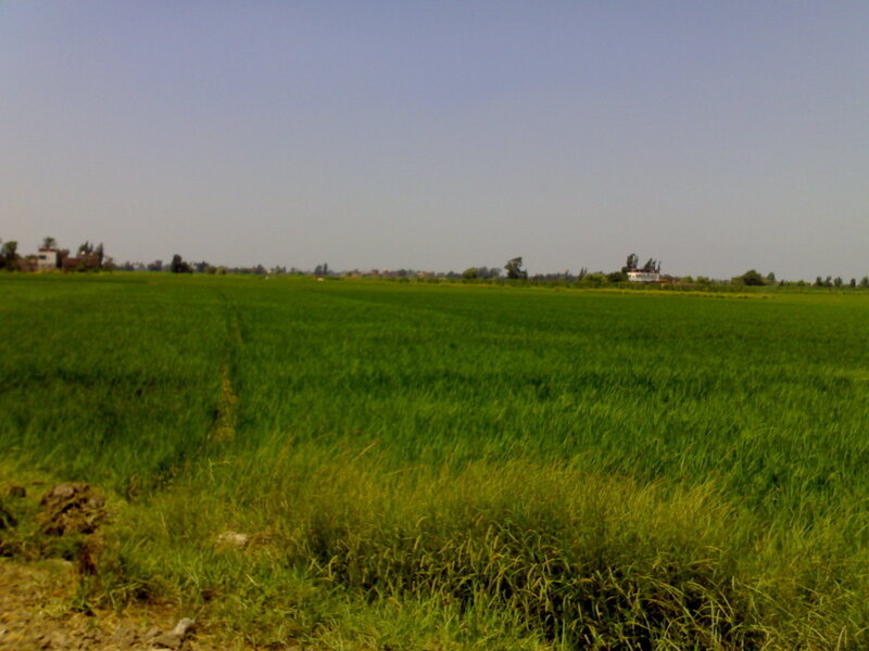Green rice field under clear sky