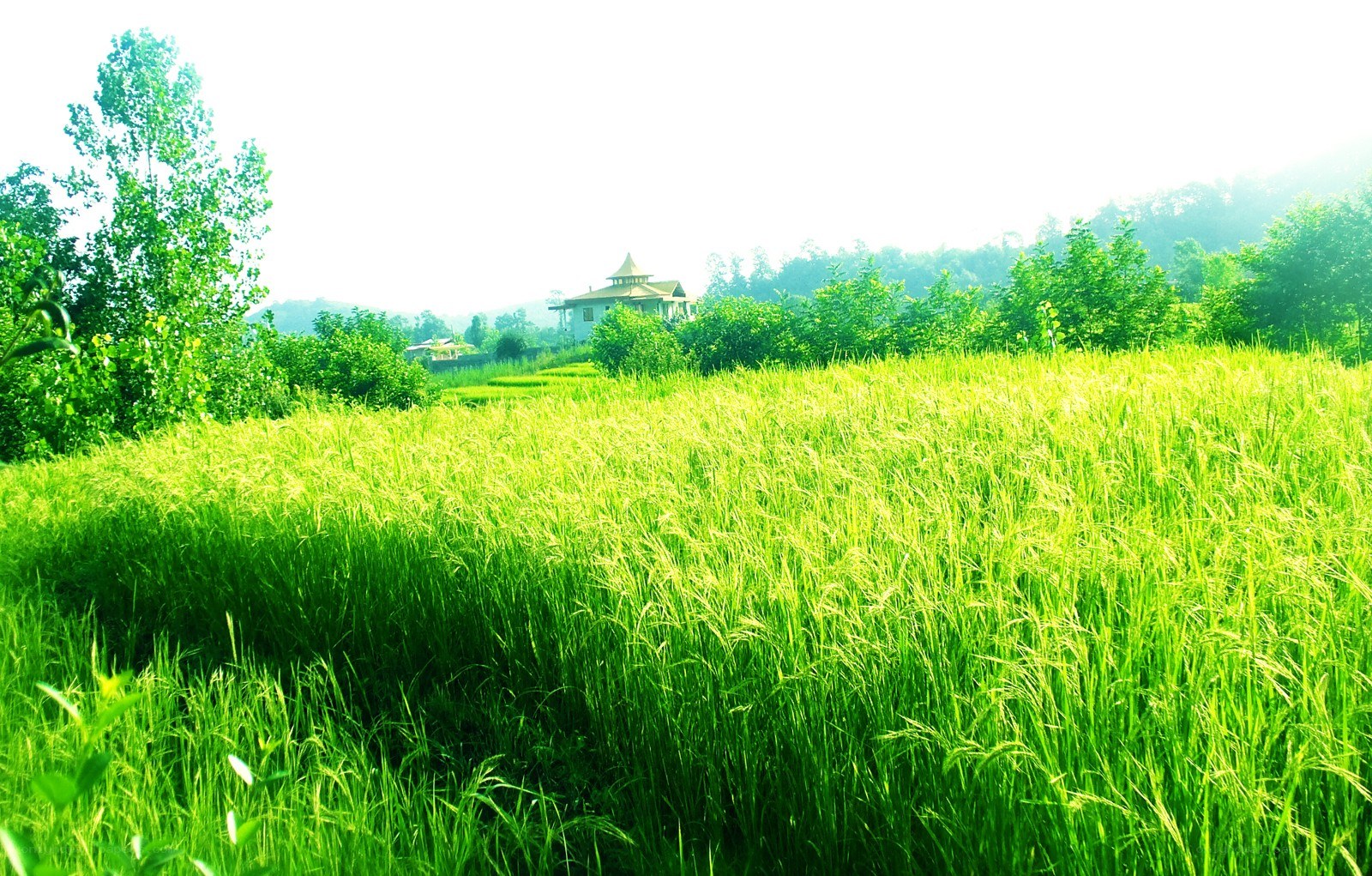 Green rice field with house