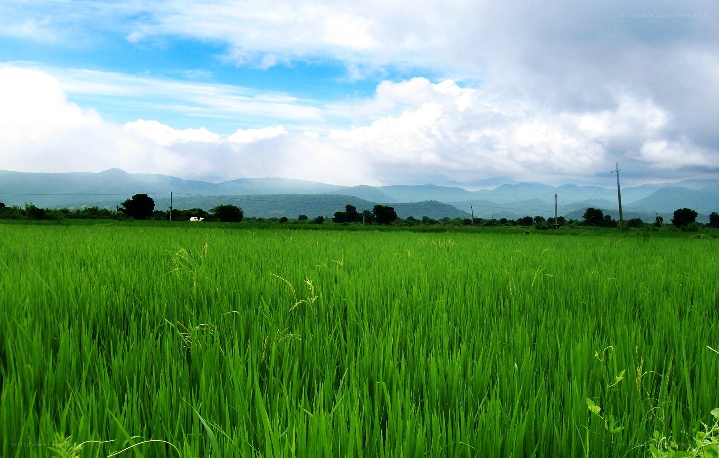 Green rice field with mountains