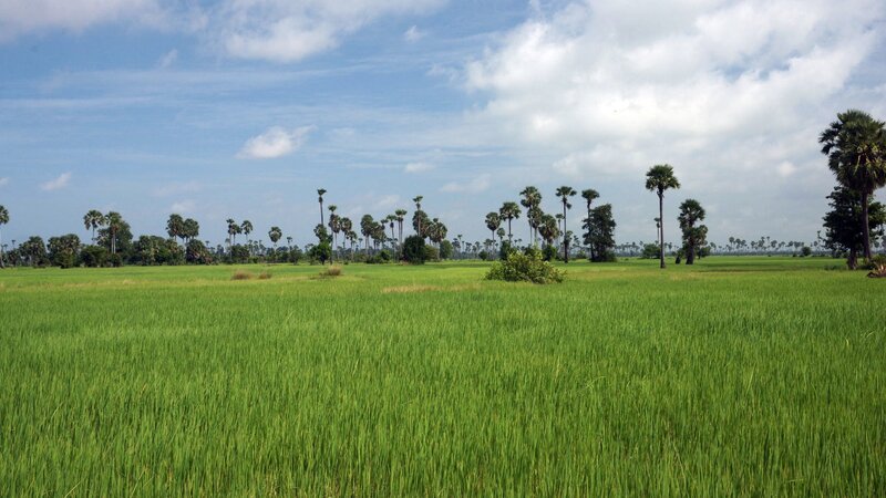 Green rice field with palm trees