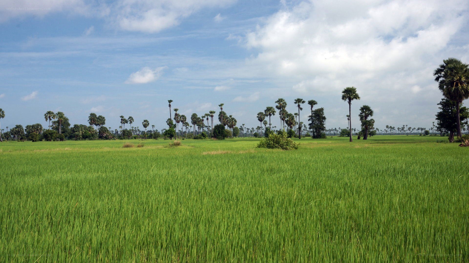 Green rice field with palm trees