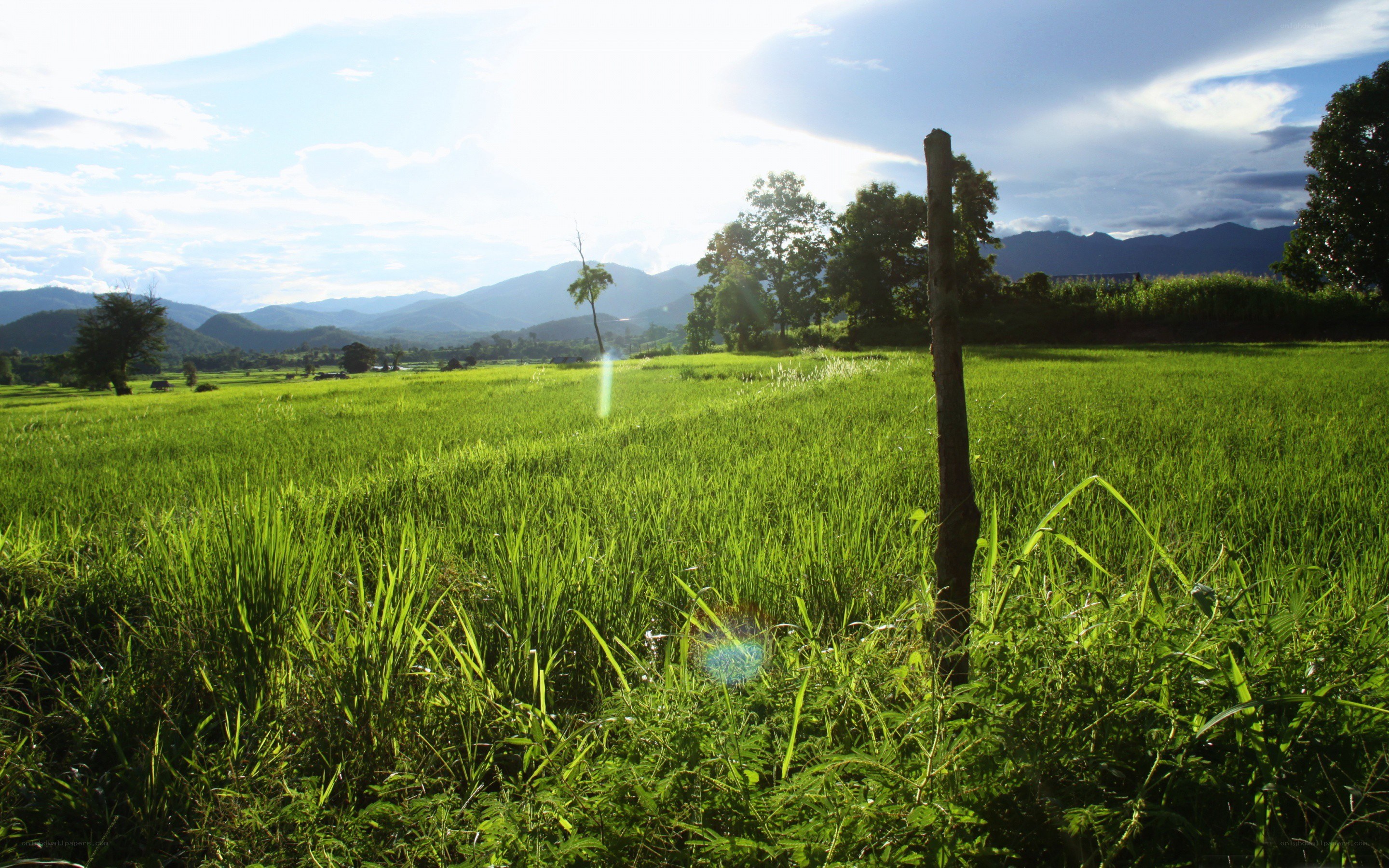 Green rice fields at sunrise