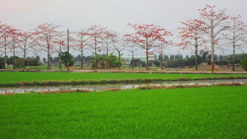 Green Rice Fields — Calm