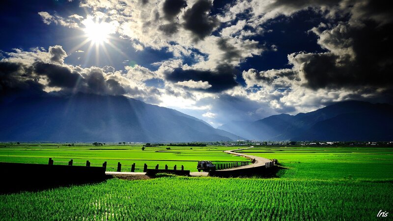 Green Rice Fields — Dramatic