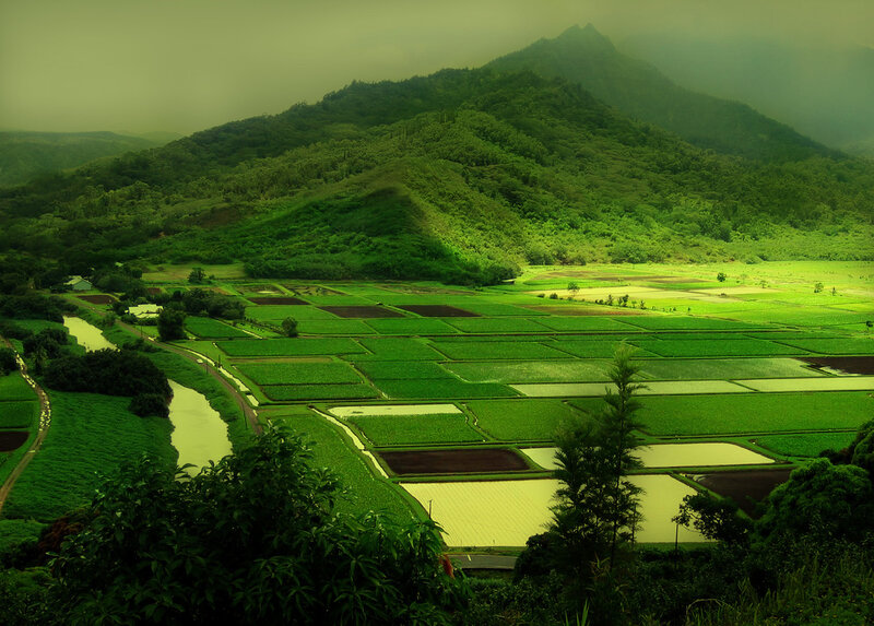 Green rice fields in a valley