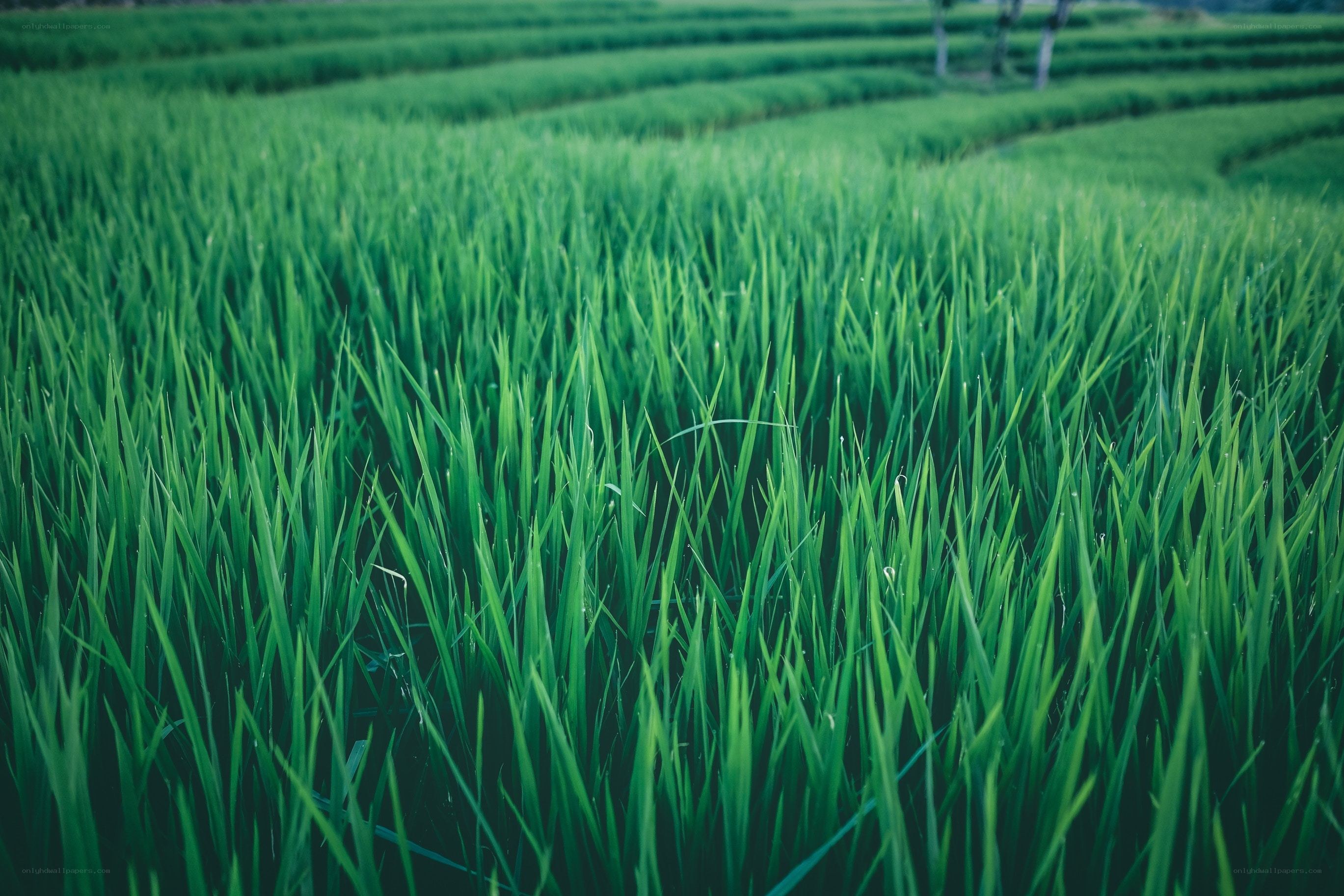 Green rice fields in terraces