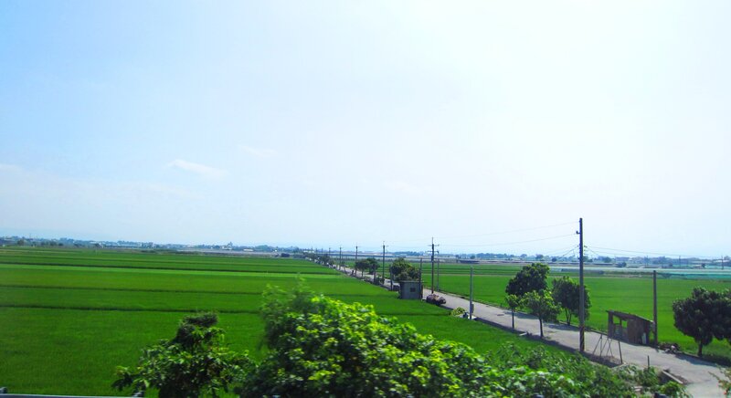 Green Rice Fields — Serene, Afternoon, Photograph, Road