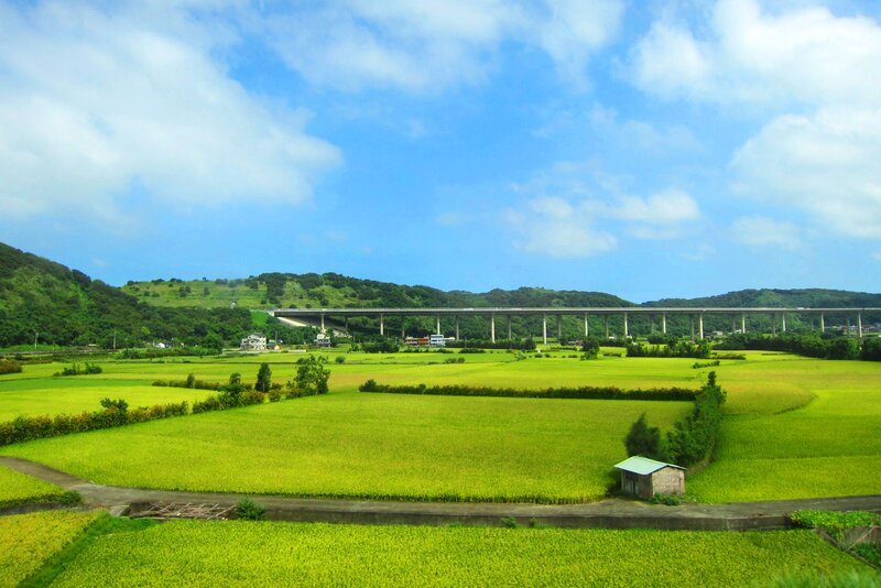 Green Rice Fields — Serene, Afternoon, Photograph