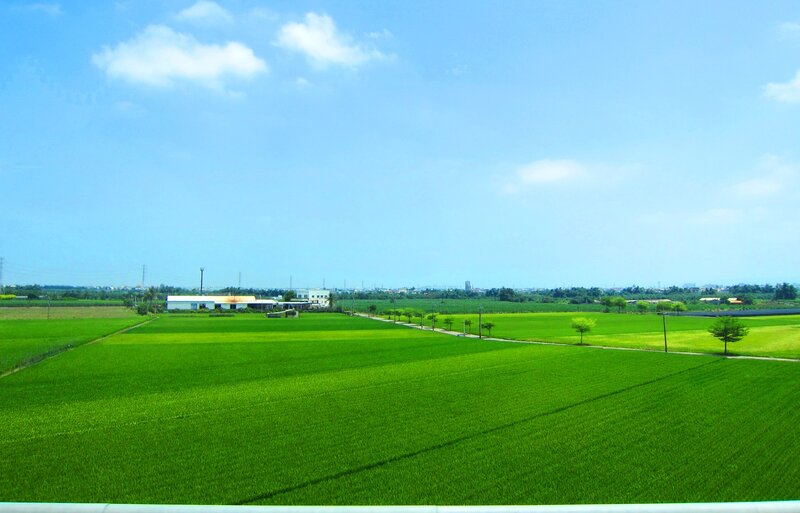 Green Rice Fields — Serene, Afternoon