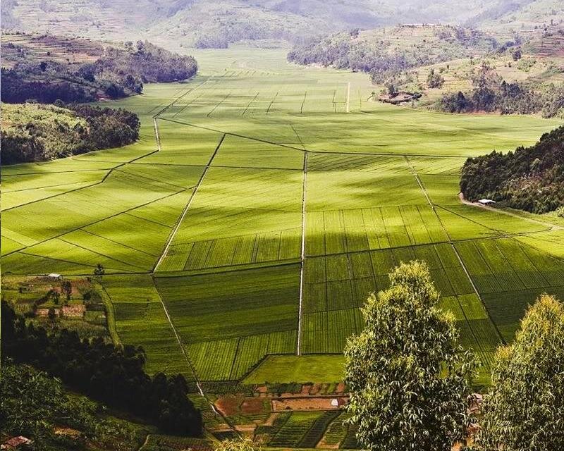 Green Rice Fields — Serene
