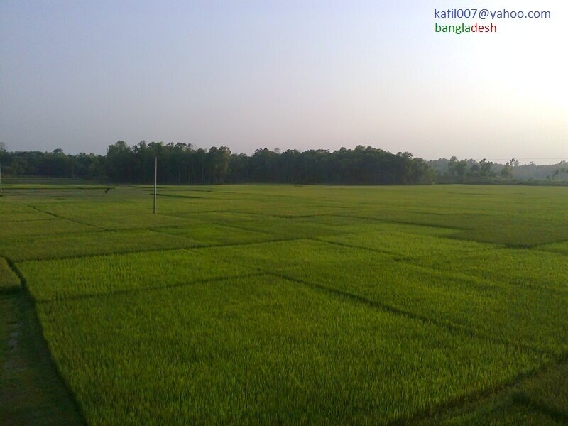 Green Rice Fields