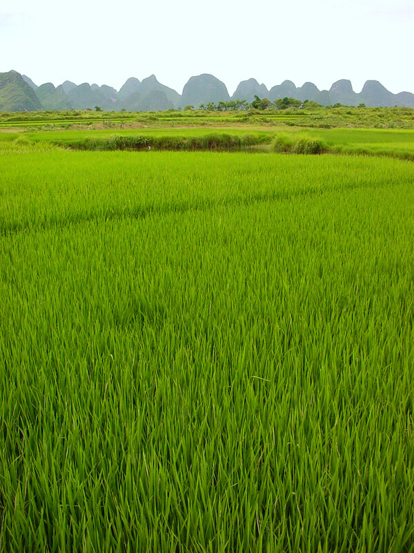 Green rice fields with karst mountains