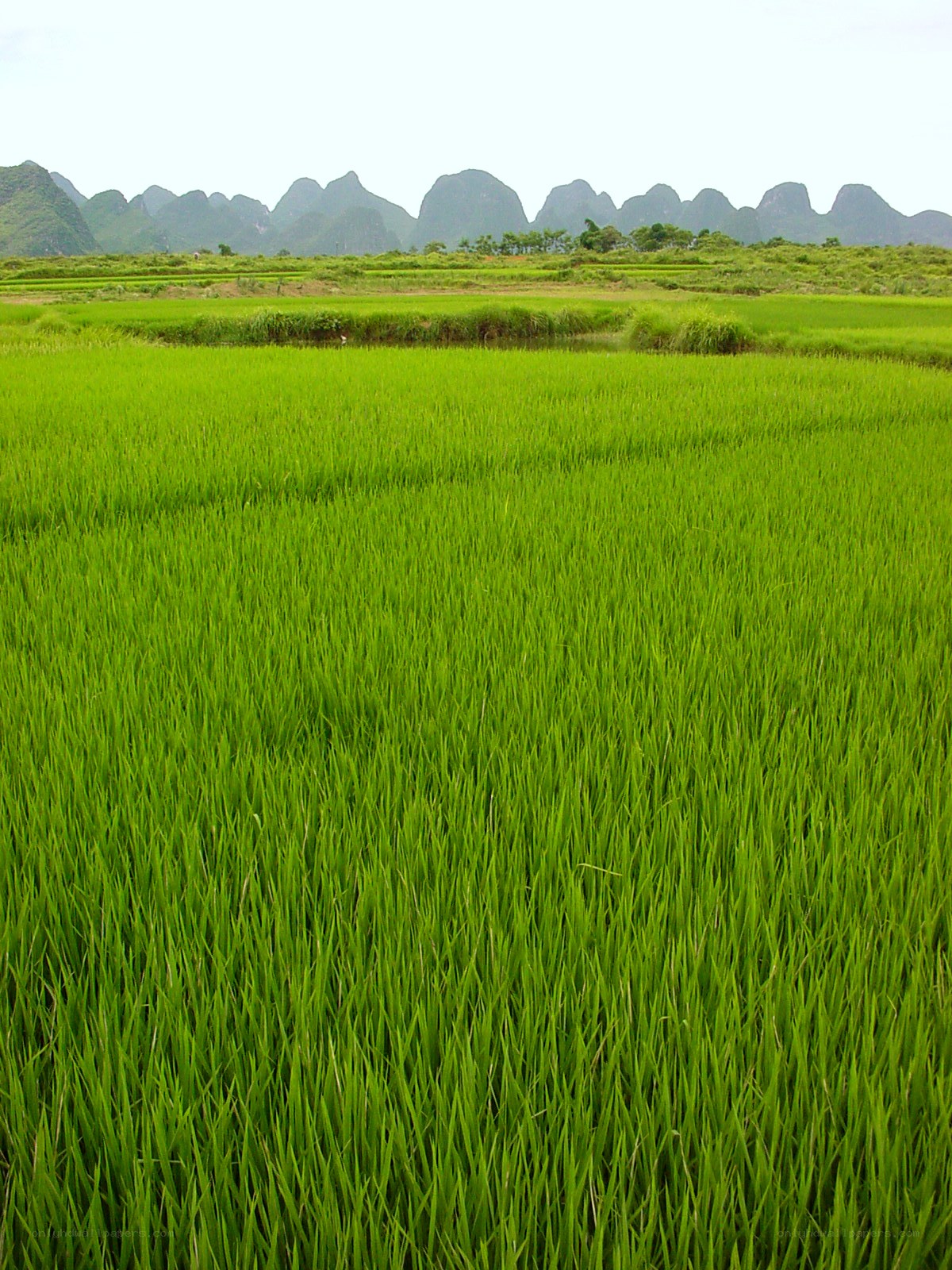 Green rice fields with karst mountains