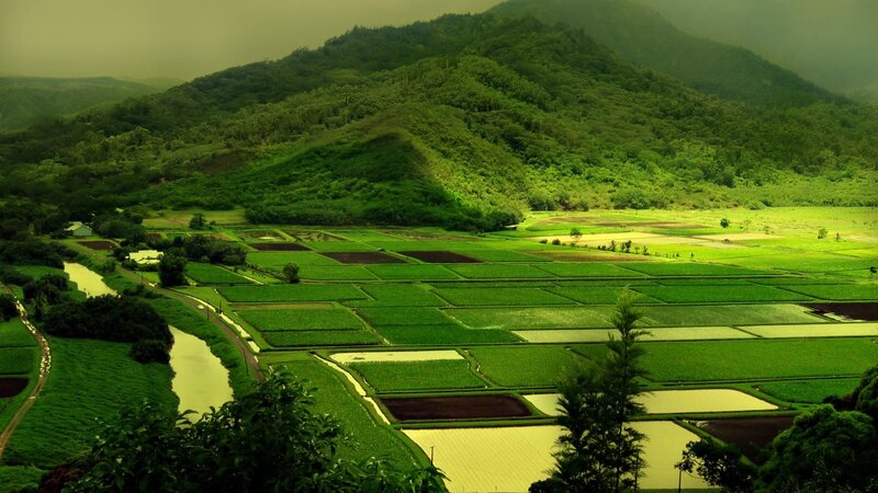Green rice paddies in valley