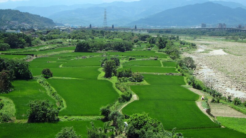 Green Rice Paddies