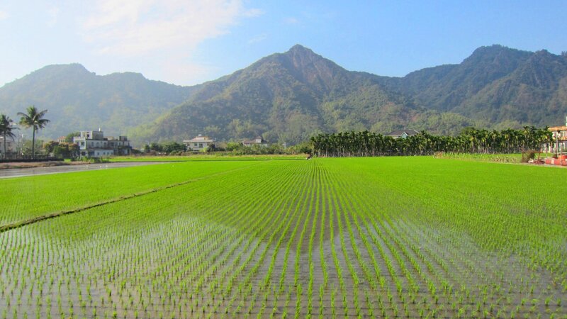 Green Rice Paddy Field