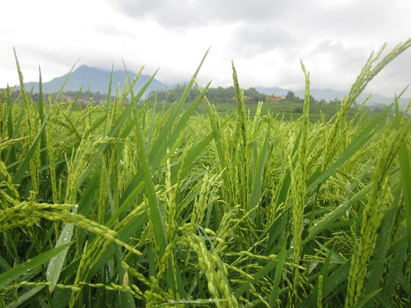Green Rice Plants in Field