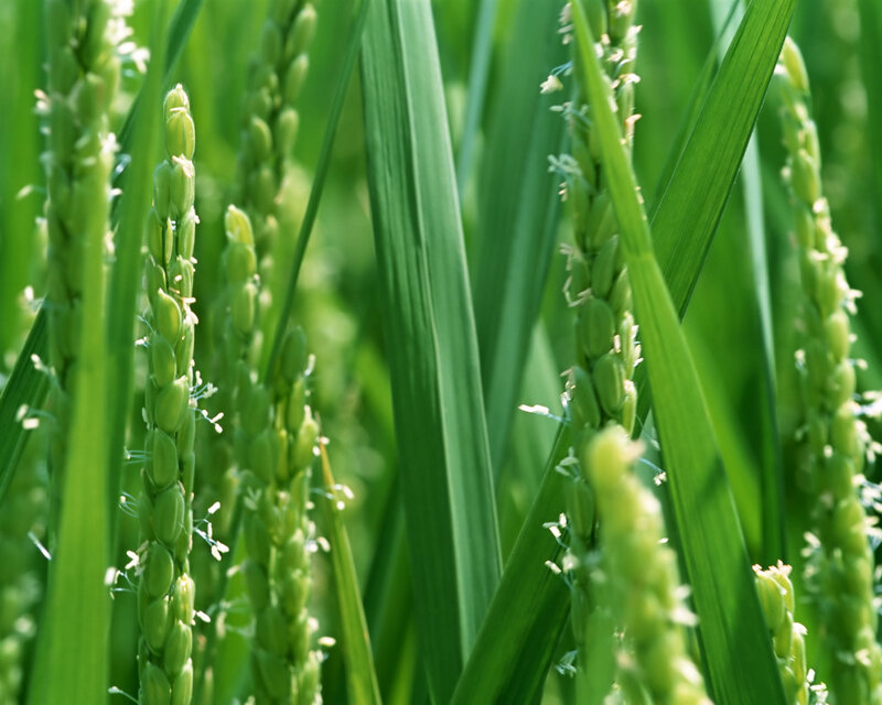 Green Rice Stalks