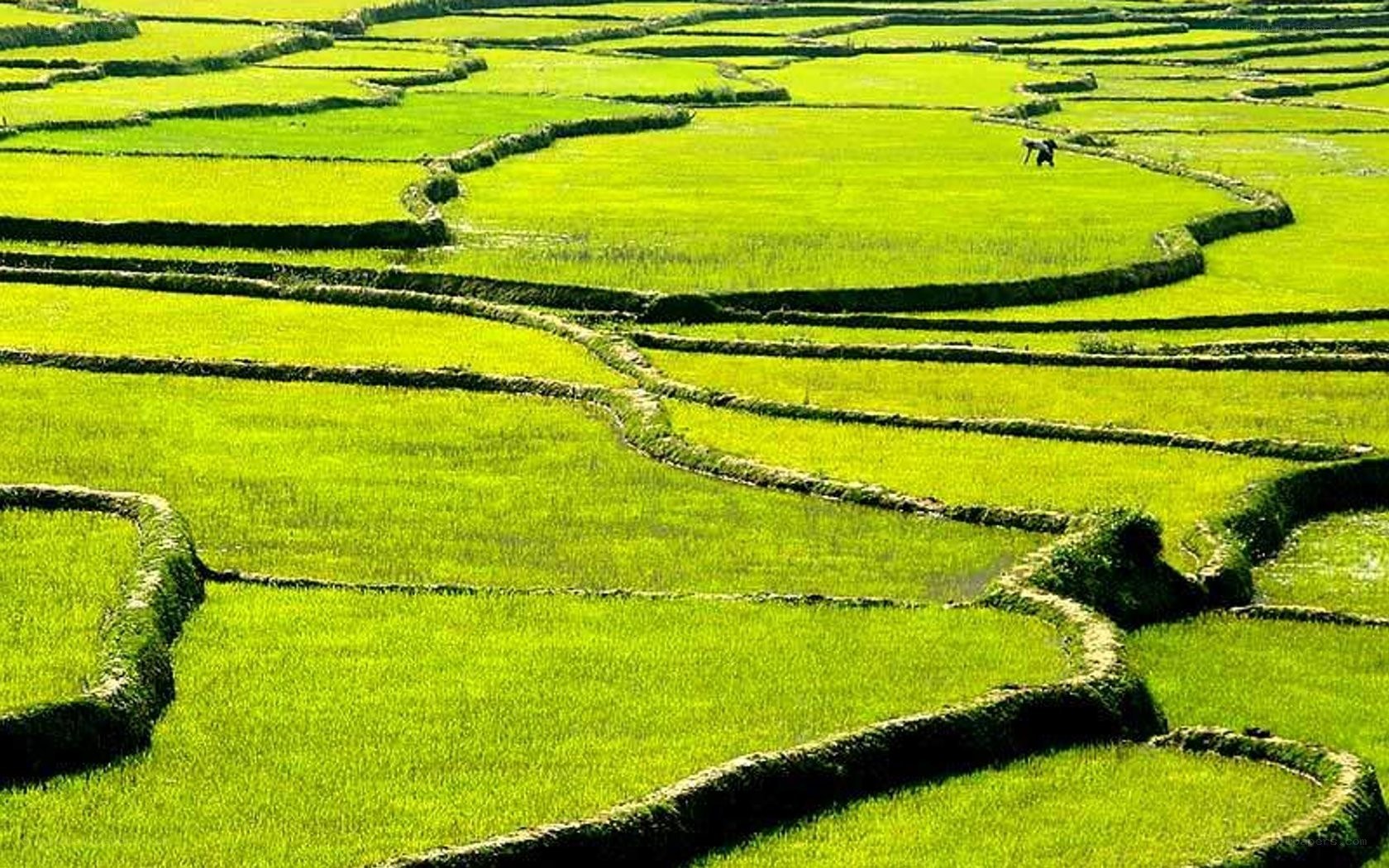 Green rice terraces landscape