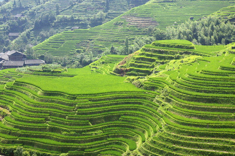 Green Rice Terraces — Serene, Afternoon, Photograph, Terraced Fields