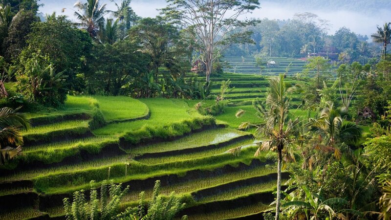Green Rice Terraces — Serene