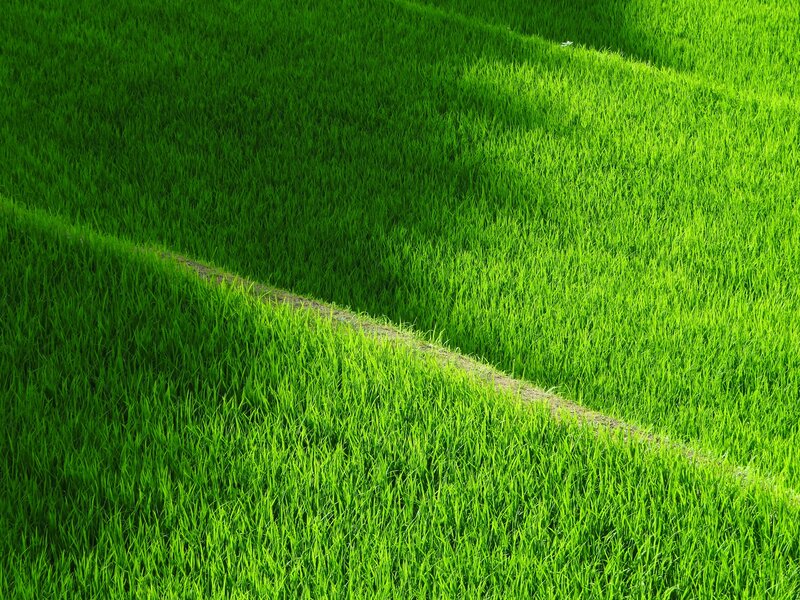 Green rice terraces