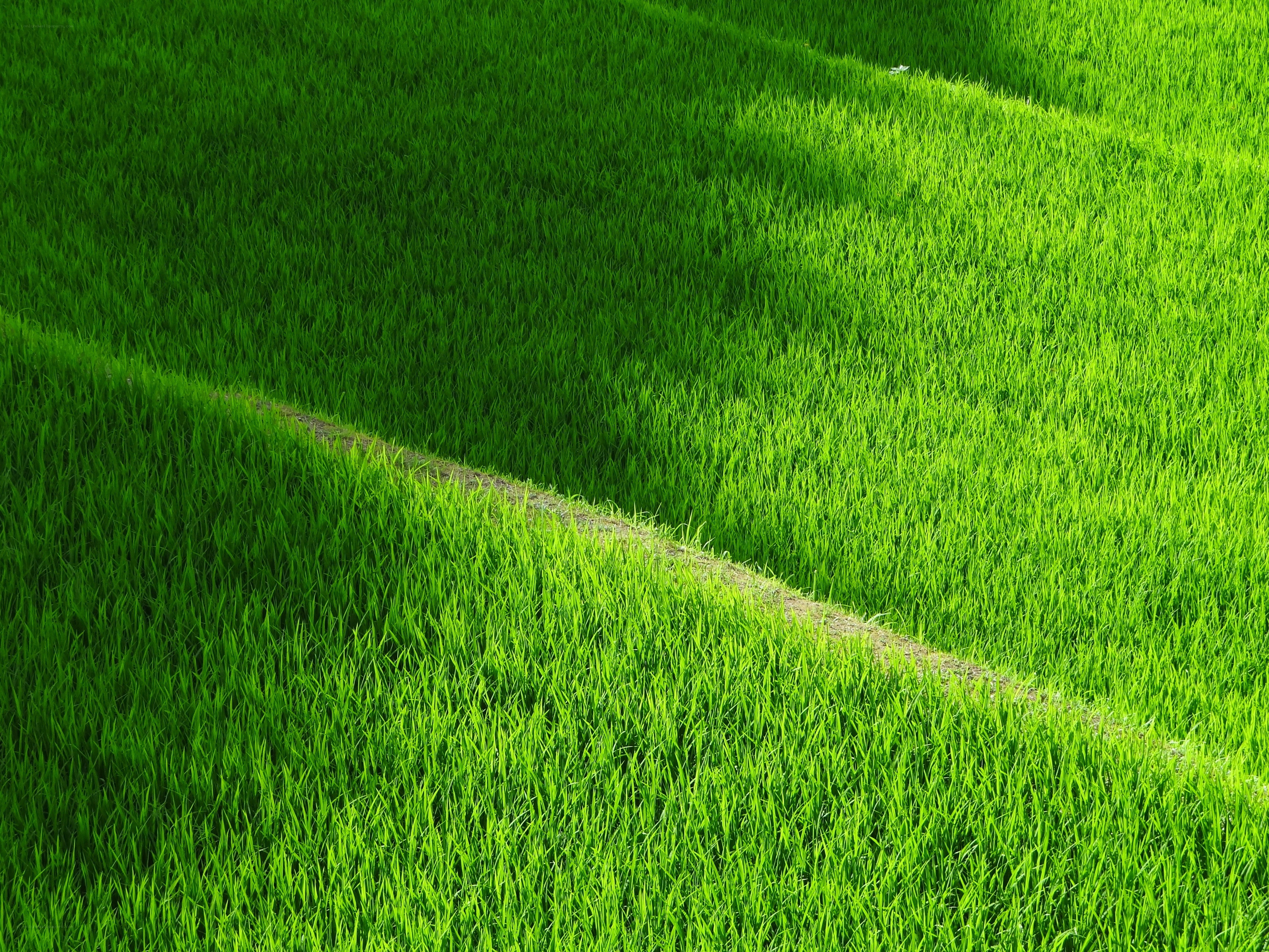 Green rice terraces