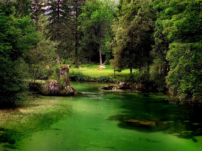 Green River in Forest — Serene