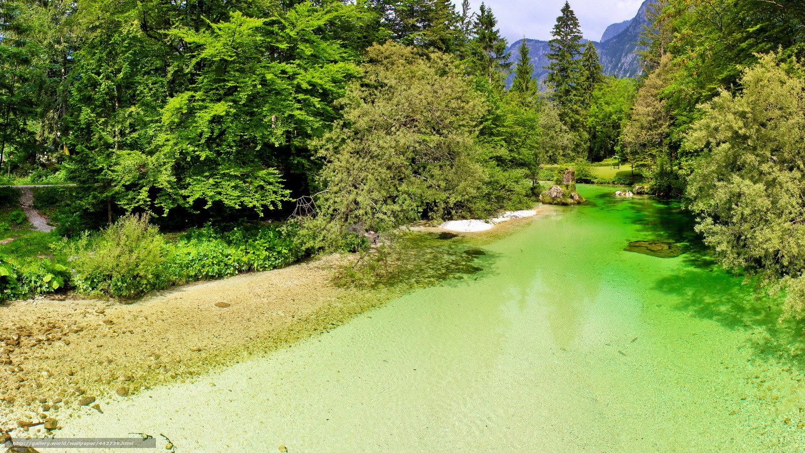 green river in forest