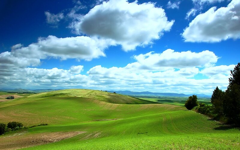 Green Rolling Hills — Afternoon, Trees