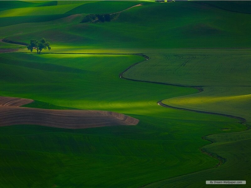 Green Rolling Hills — Serene, Afternoon, Photograph