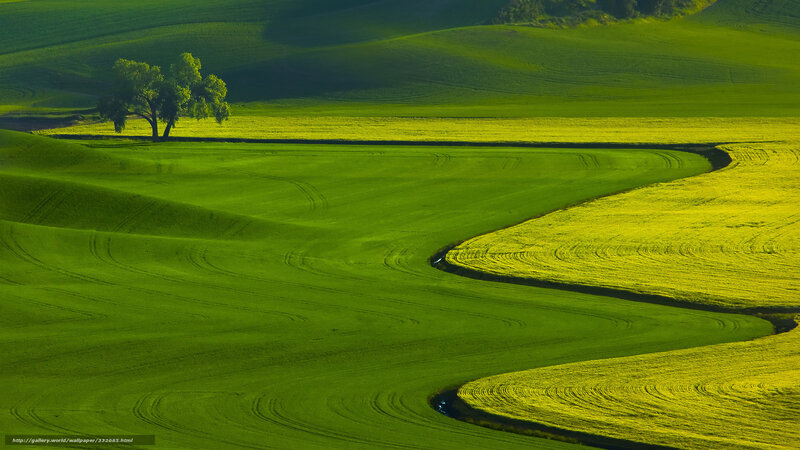 Green Rolling Hills — Serene, Afternoon, Photograph, Tree