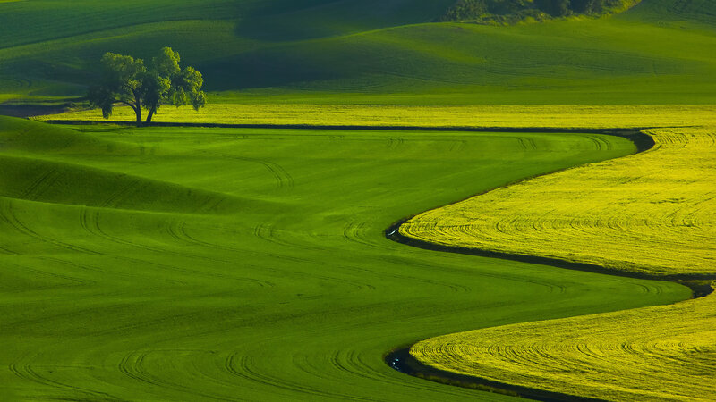 Green Rolling Hills — Serene, Morning, Photograph