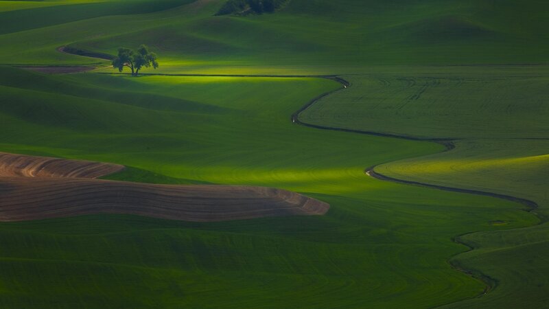Green Rolling Hills — Serene, Morning, Photograph, Tree