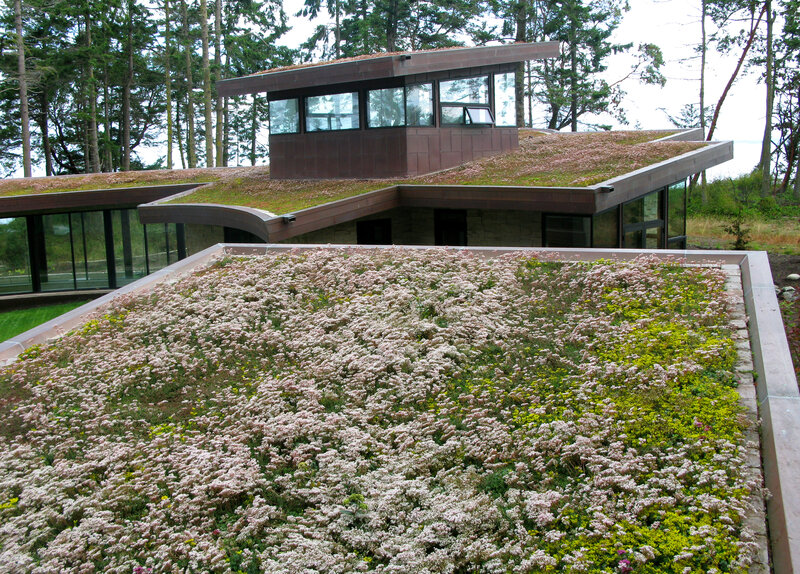 Green roof building in forest