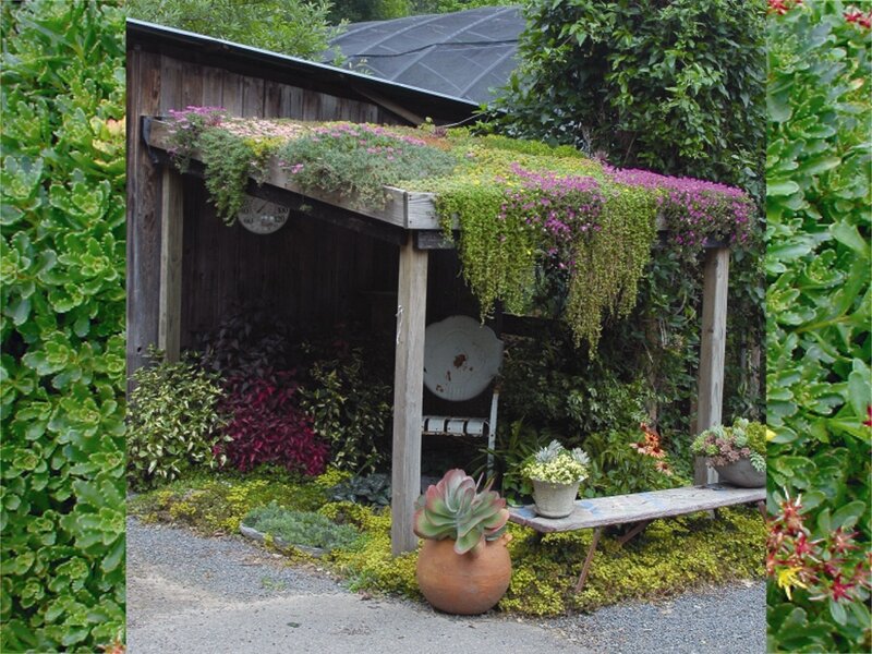 green roof garden shed