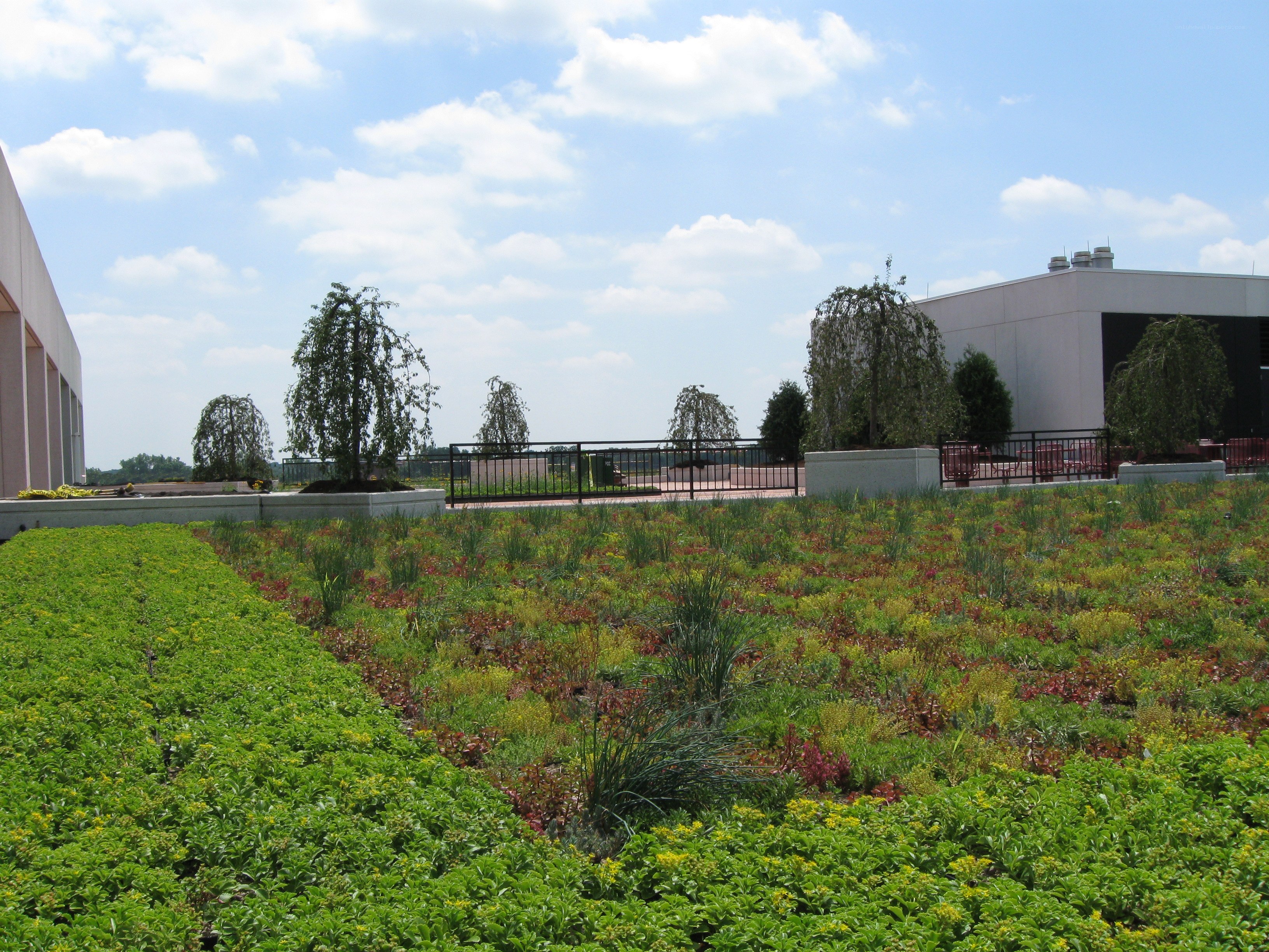 green roof garden