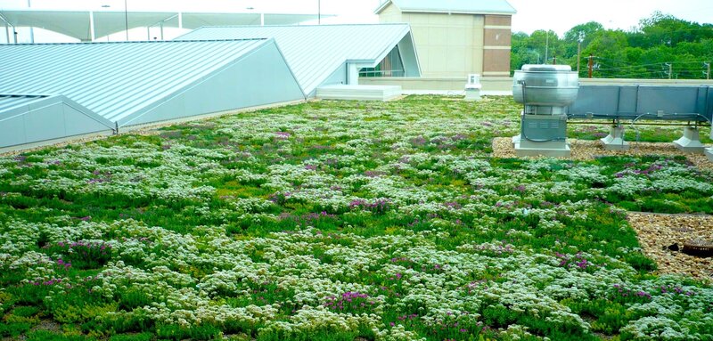 green roof with flowering plants