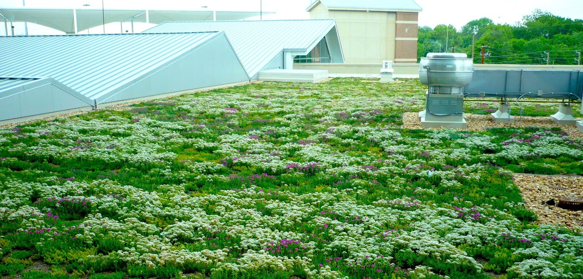 green roof with flowering plants