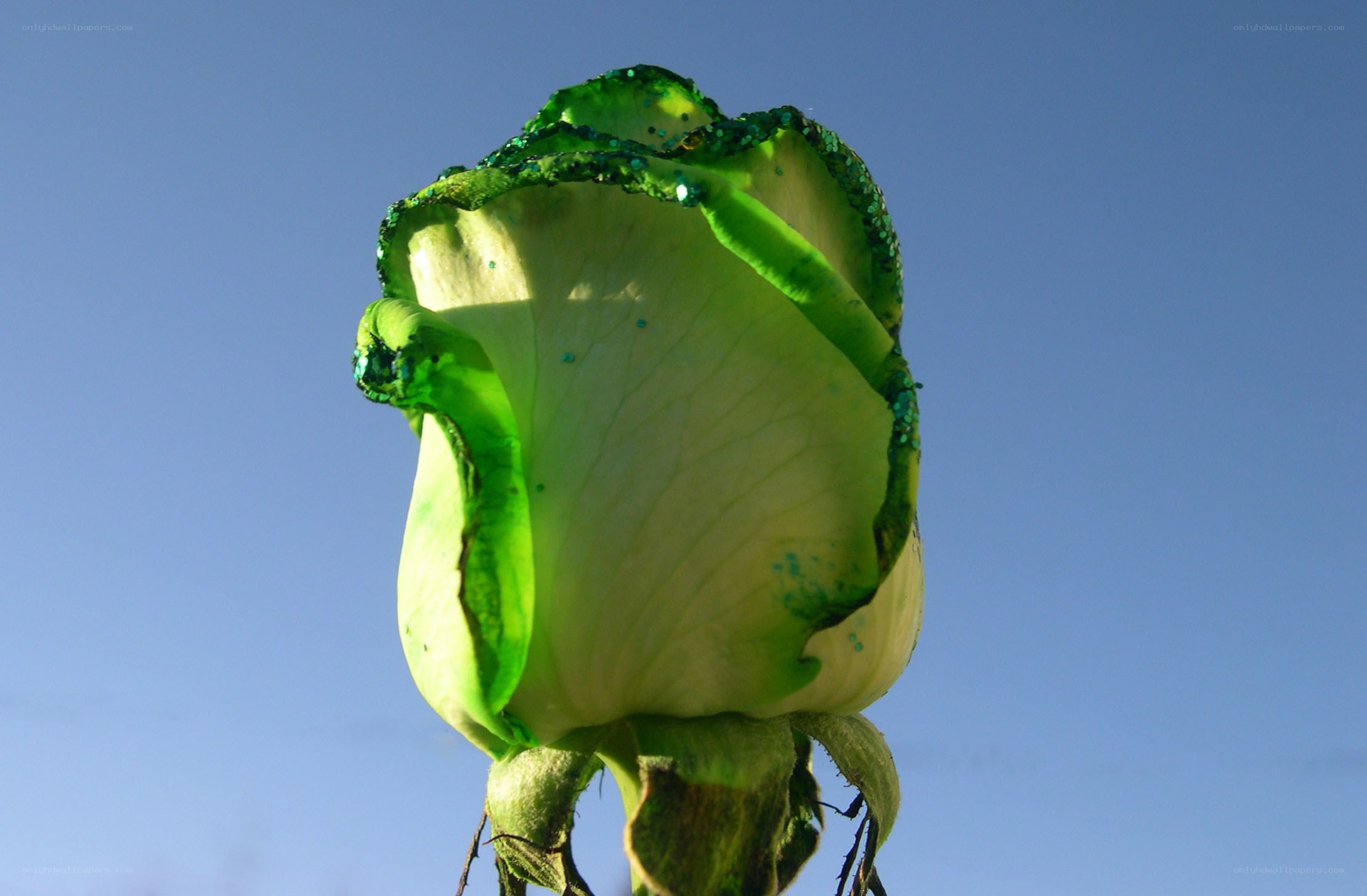 Green rose against blue sky