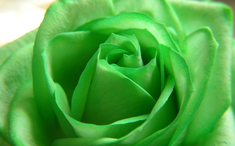 Green Rose Bloom