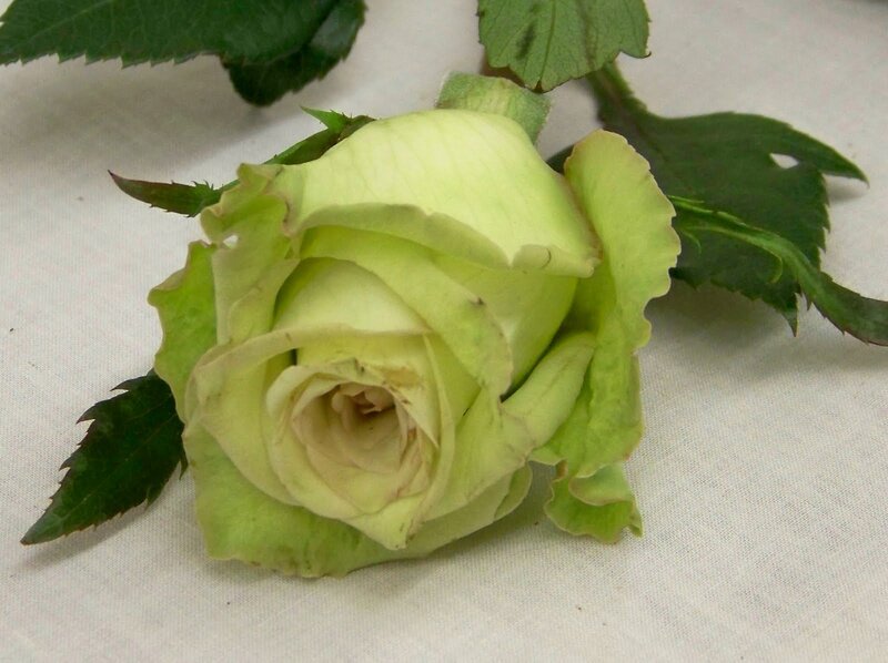 Green Rose Bud — Calm, Photograph, Leaves