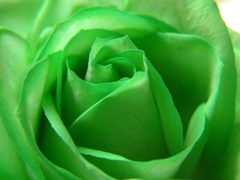 Green Rose Bud — Calm, Photograph, Petals