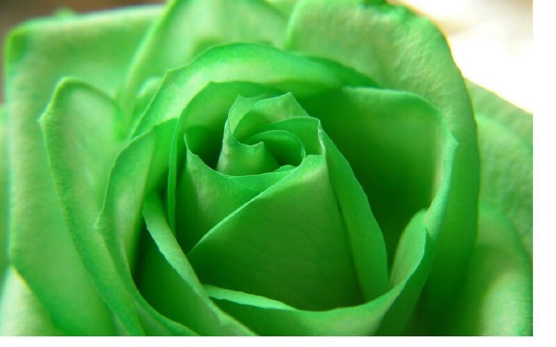 Green Rose Bud — Calm