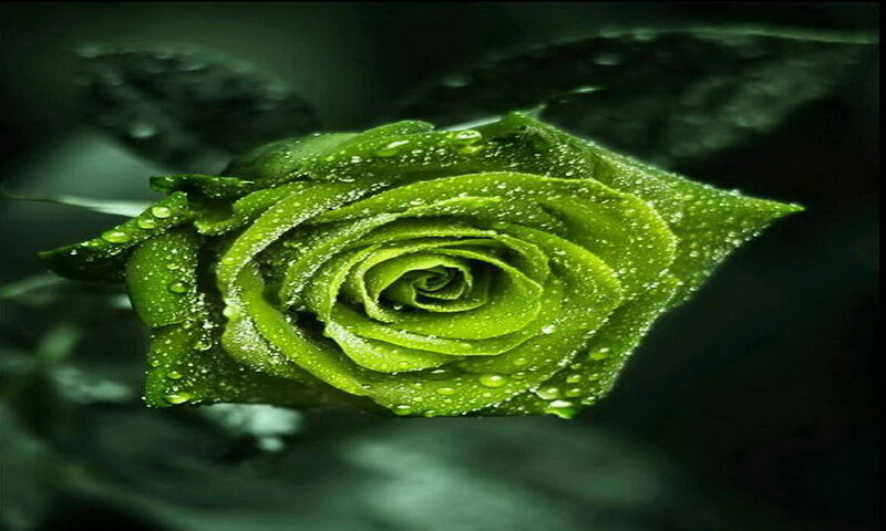 Green Rose Bud — Dramatic, Photograph
