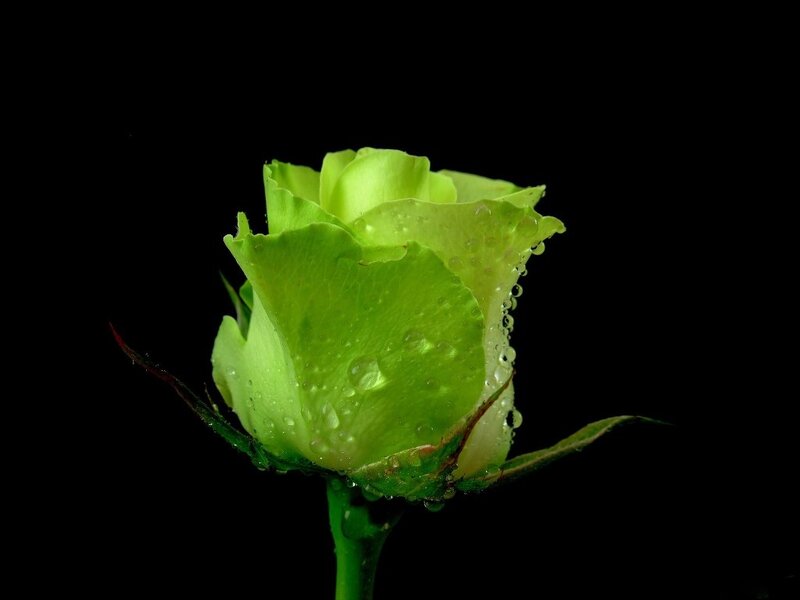 Green Rose Bud — Dramatic, Photograph, Water Droplets, Stem, Black Background