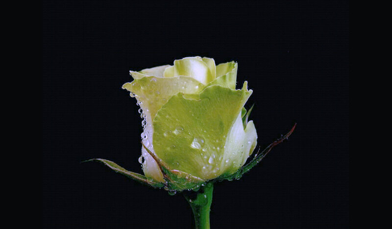 Green Rose Bud — Dramatic, Photograph, Water Droplets, Stem, Petals