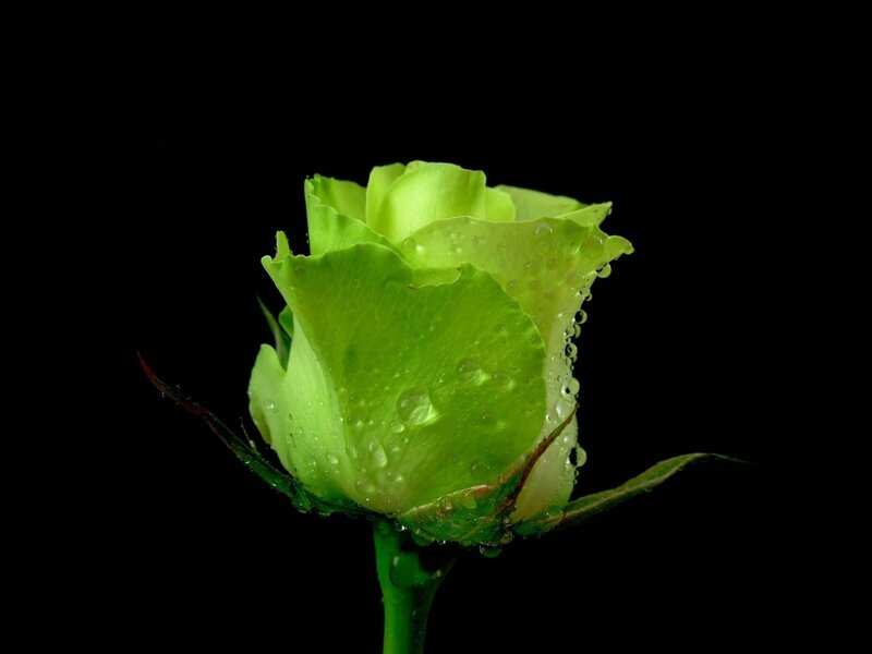 Green Rose Bud — Dramatic, Photograph, Water Droplets, Stem