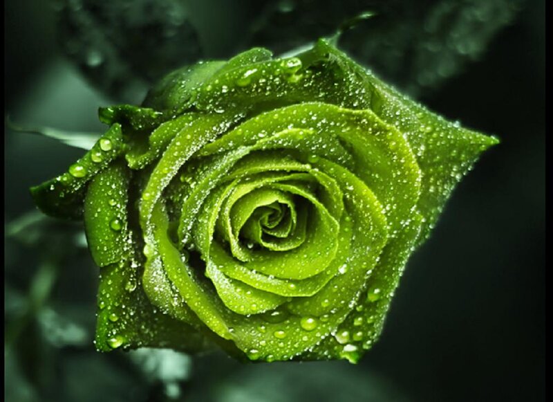 Green Rose Bud — Dramatic, Photograph, Water Droplets